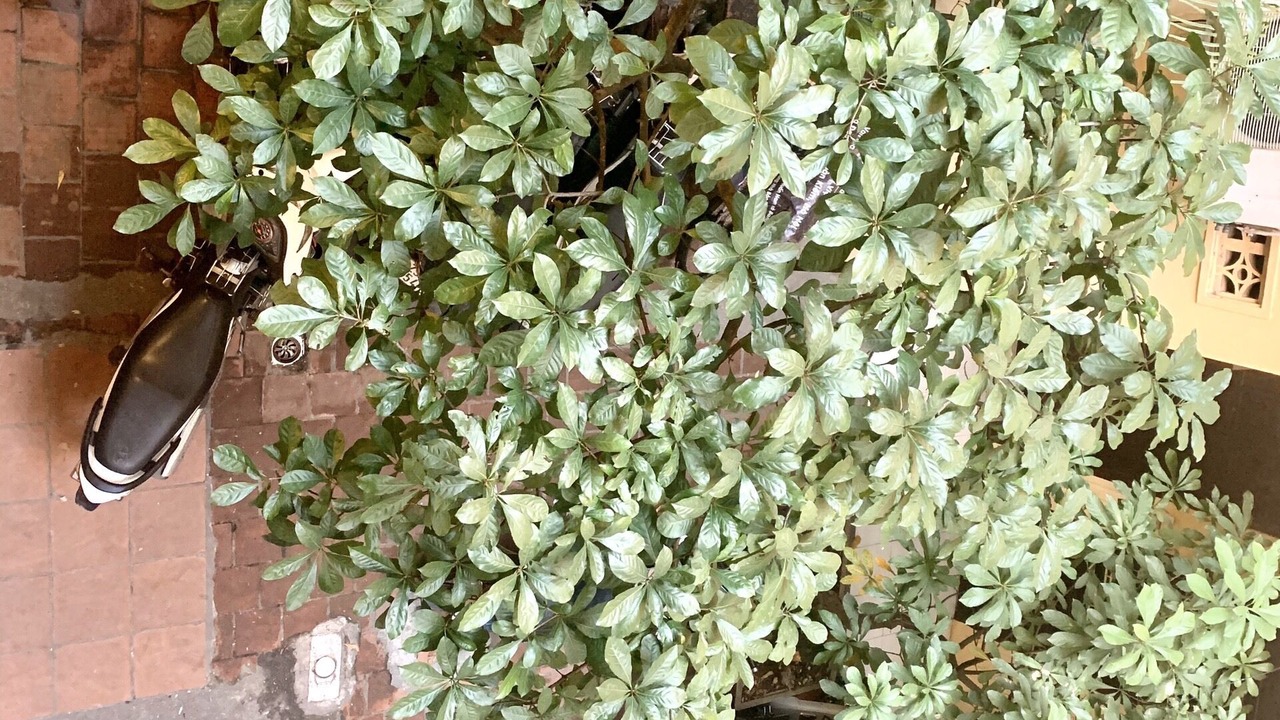 Photo of Outdoor in Hang Trong