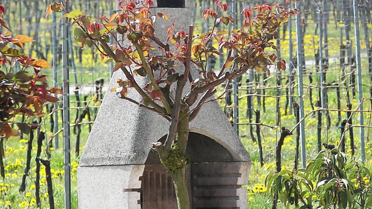 Photo of Others in Bischoffingen