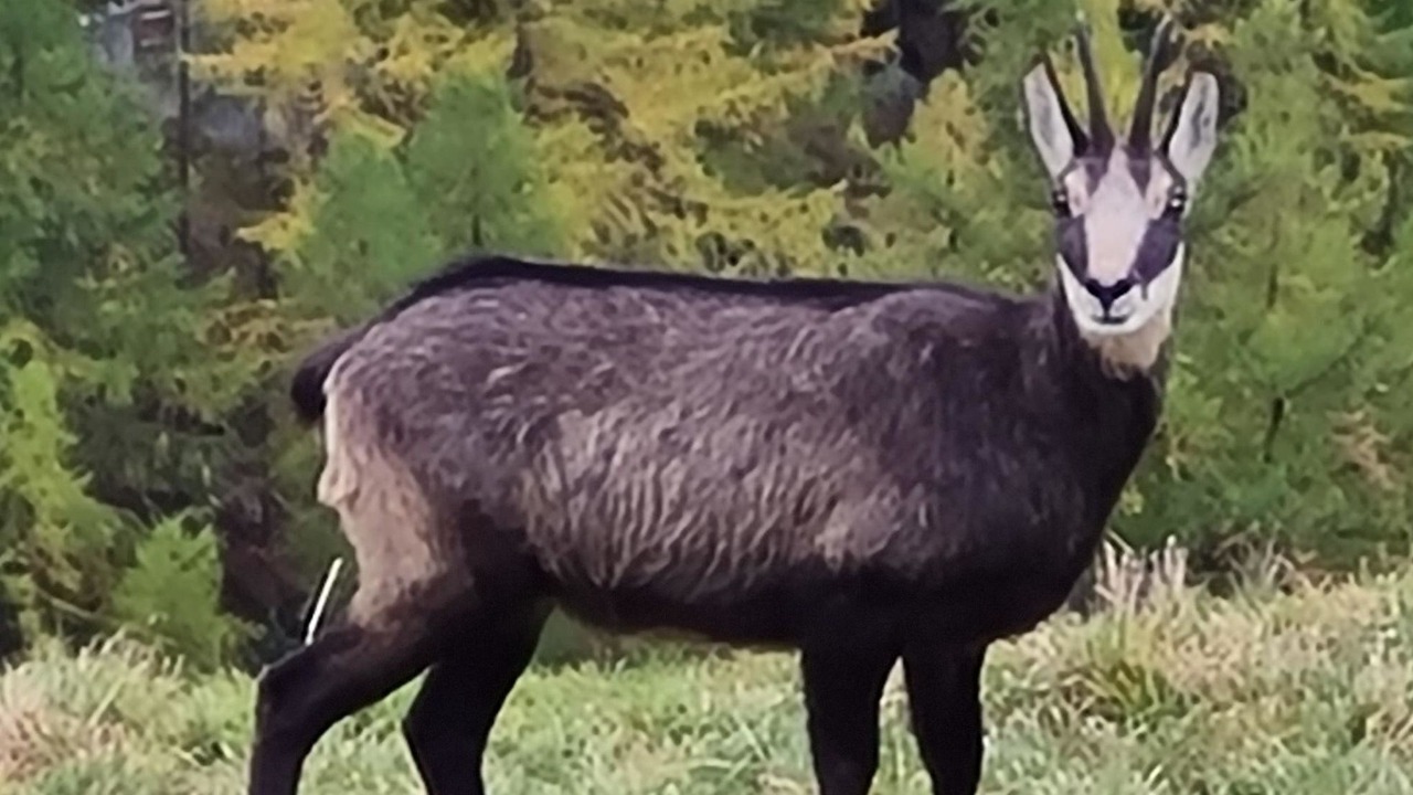 Photo of Others in Saas Grund