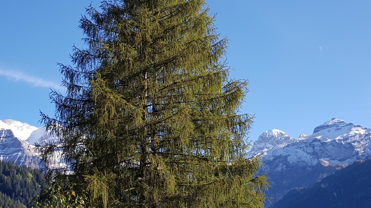 Photo of Others in Lenk