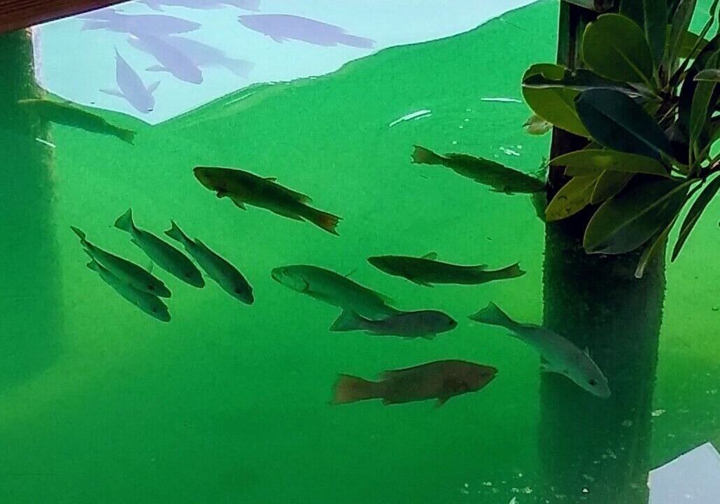 Photo of Others in Gregory Town