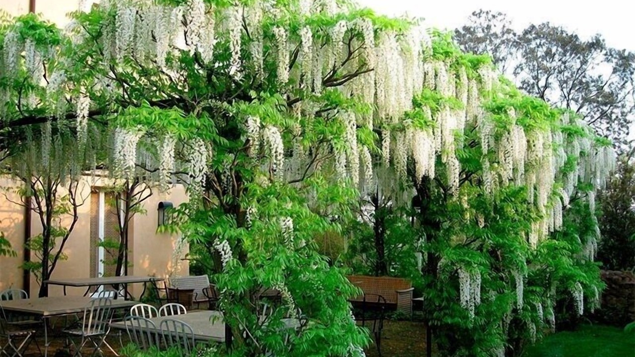 Photo of Outdoor in Cori