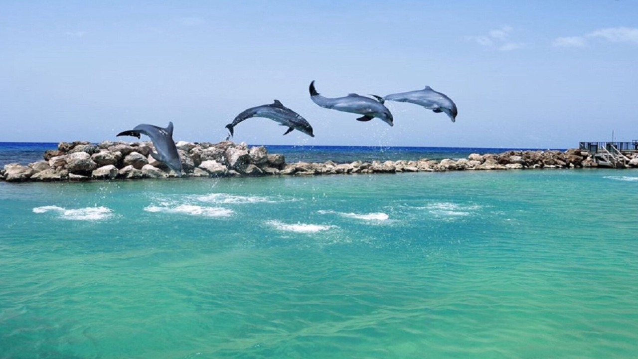 Photo of Others in Ocho Rios