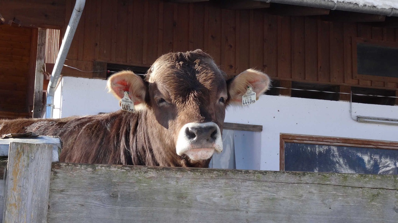 Photo of Others in Fieberbrunn