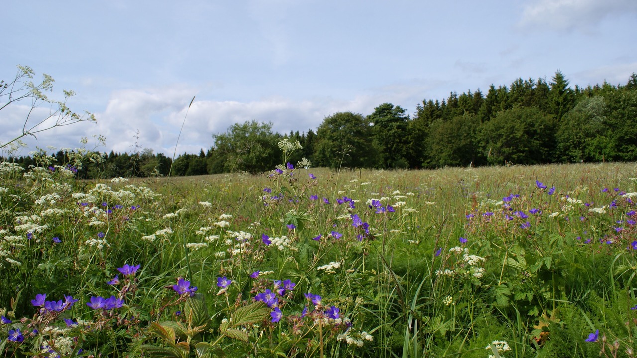 Photo of Outdoor in Sankt Andreasberg