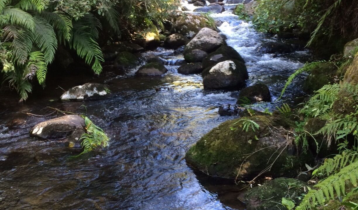 Photo of Outdoor in Raurimu