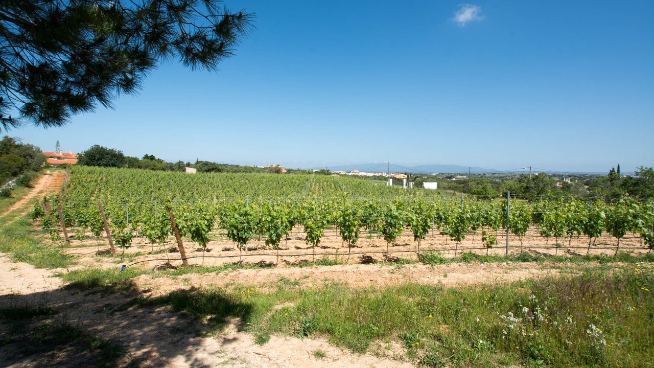 Photo of Outdoor in Mato Serrao
