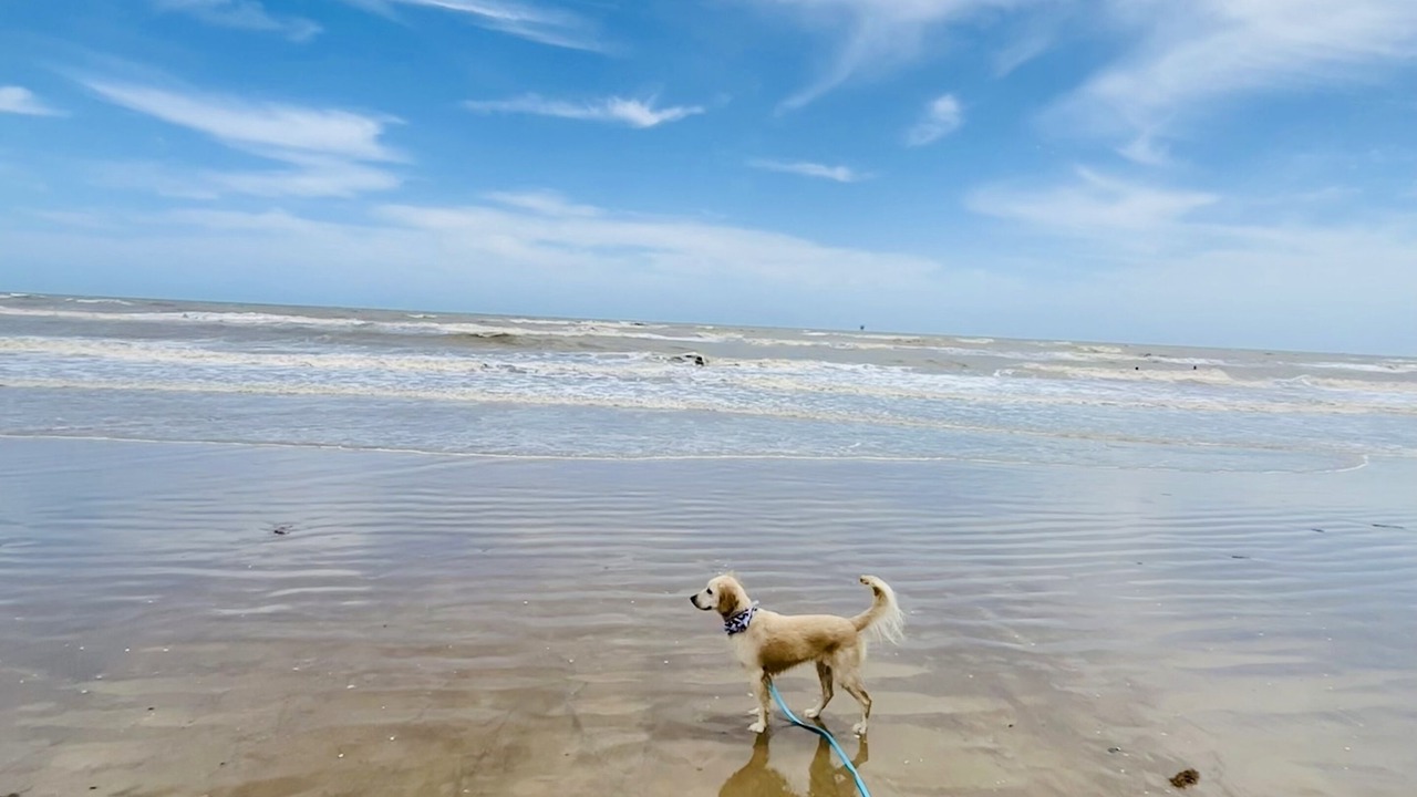 Photo of Others in Crystal Beach