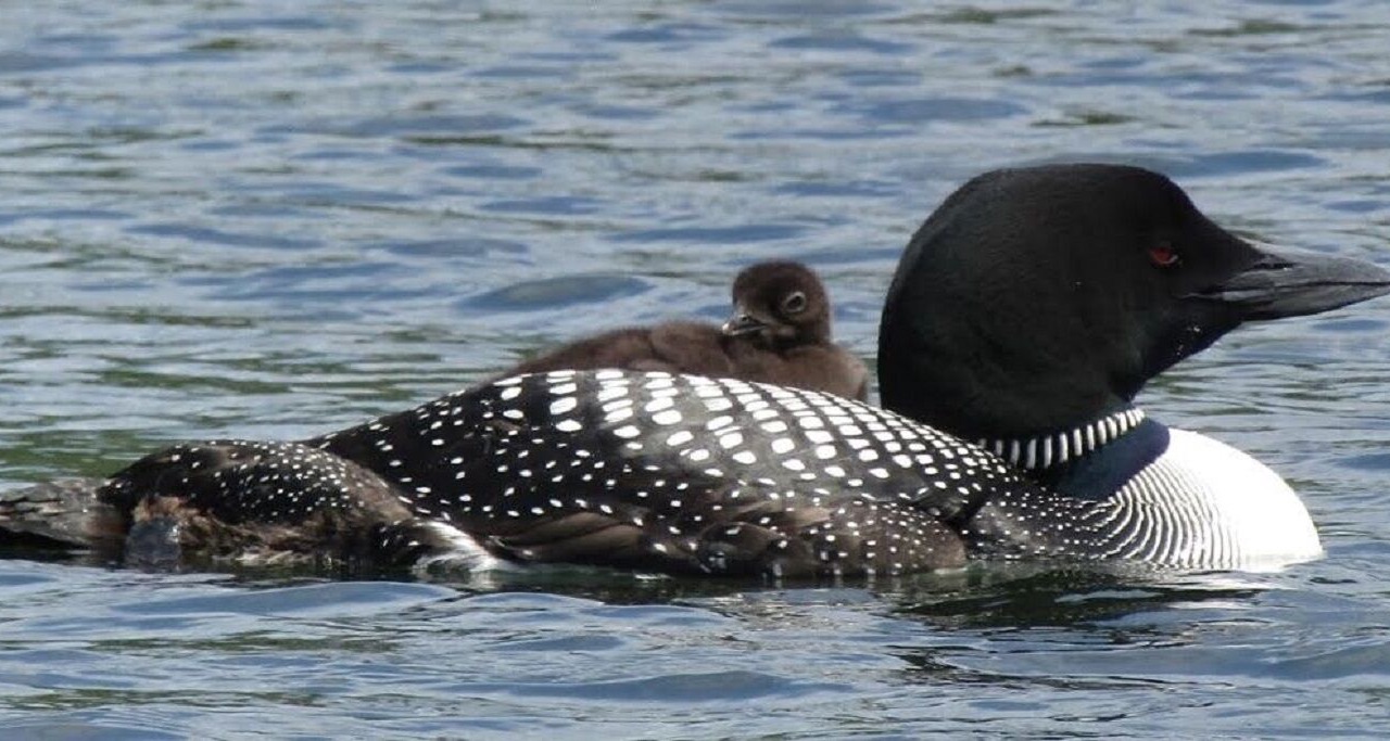 Photo of Others in Moultonborough