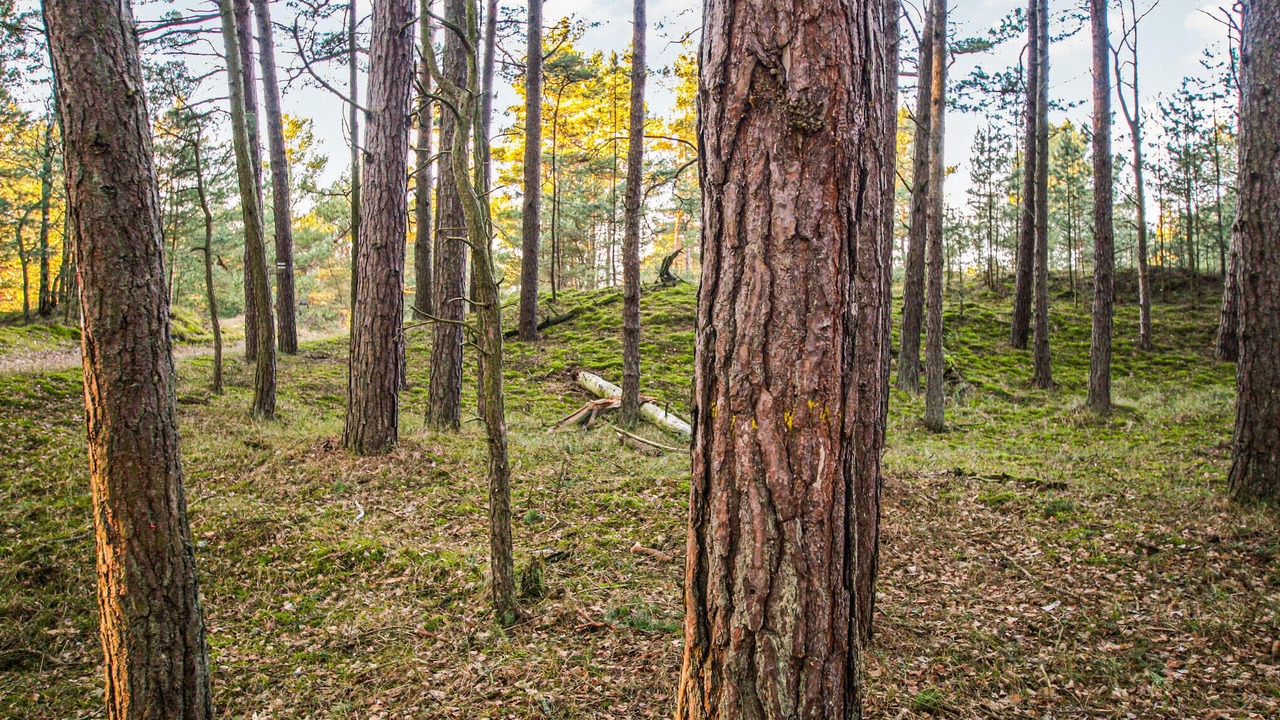 Photo of Others in Sarbsk