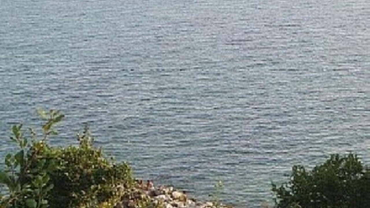 Photo of Others in Fish Fish
