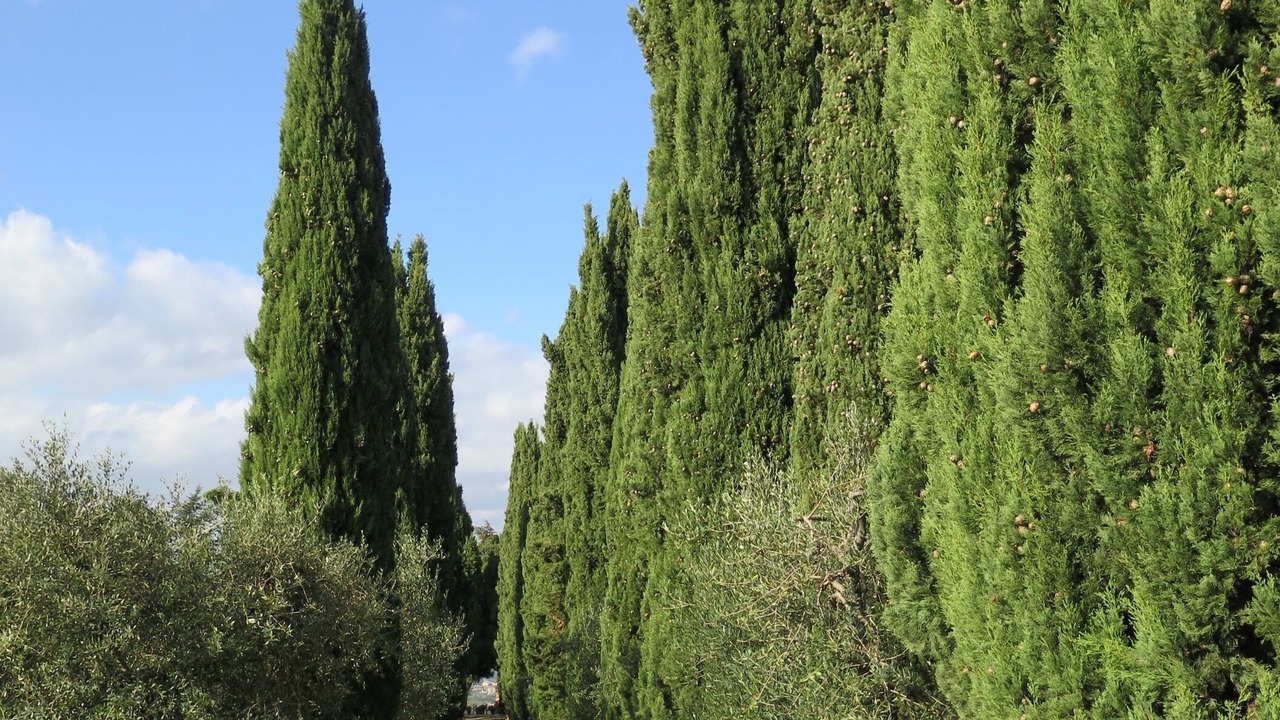 Photo of Outdoor in Monte Porzio Catone