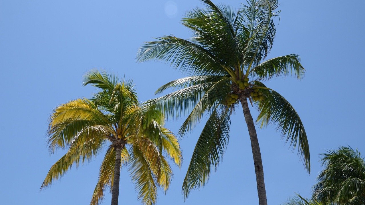 Photo of Others in Rum Point