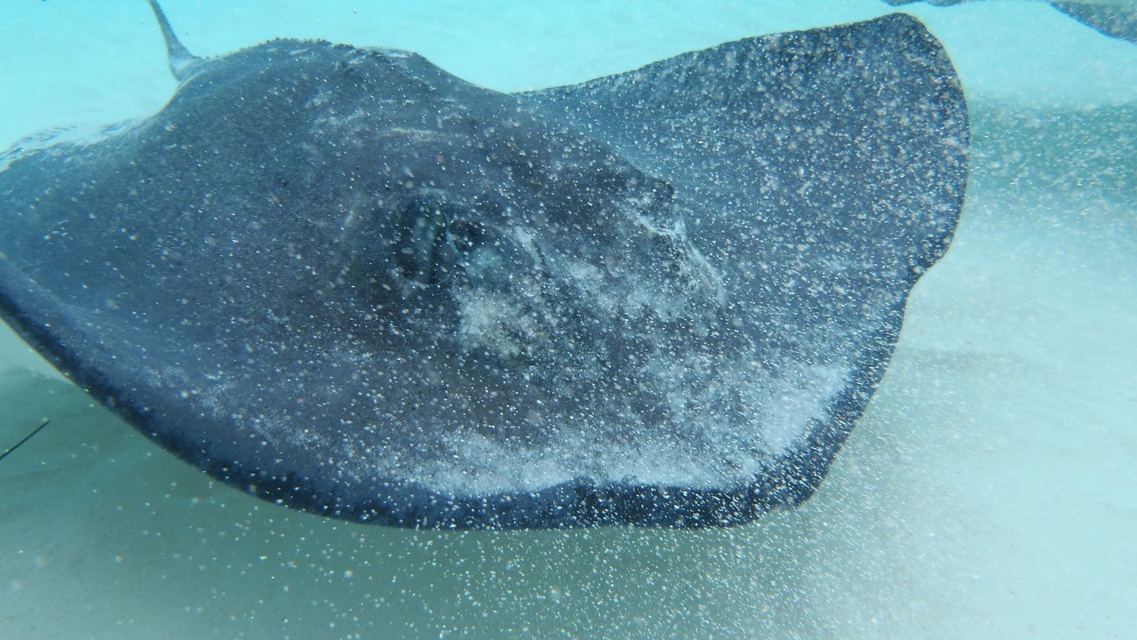 Photo of Outdoor in Rum Point