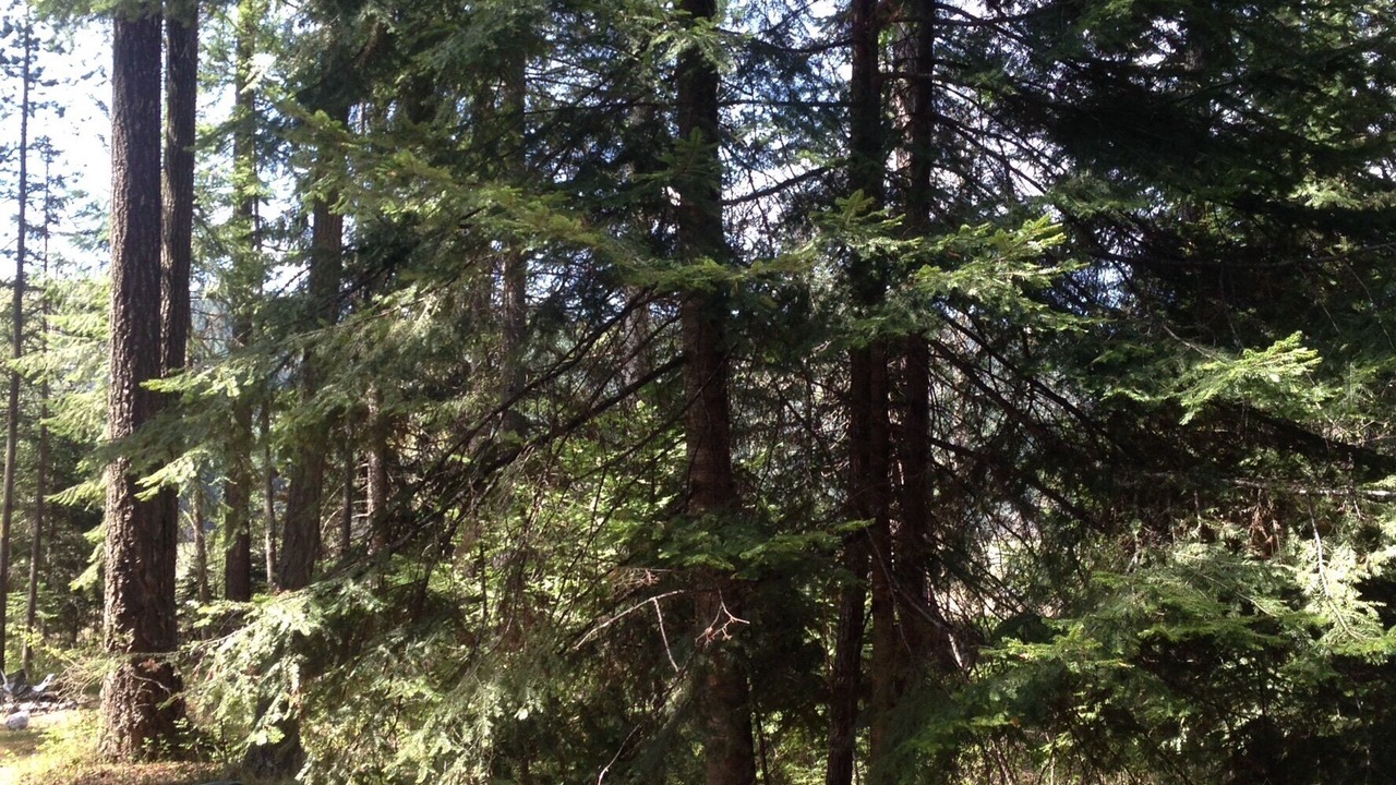 Photo of Others in Bigfork