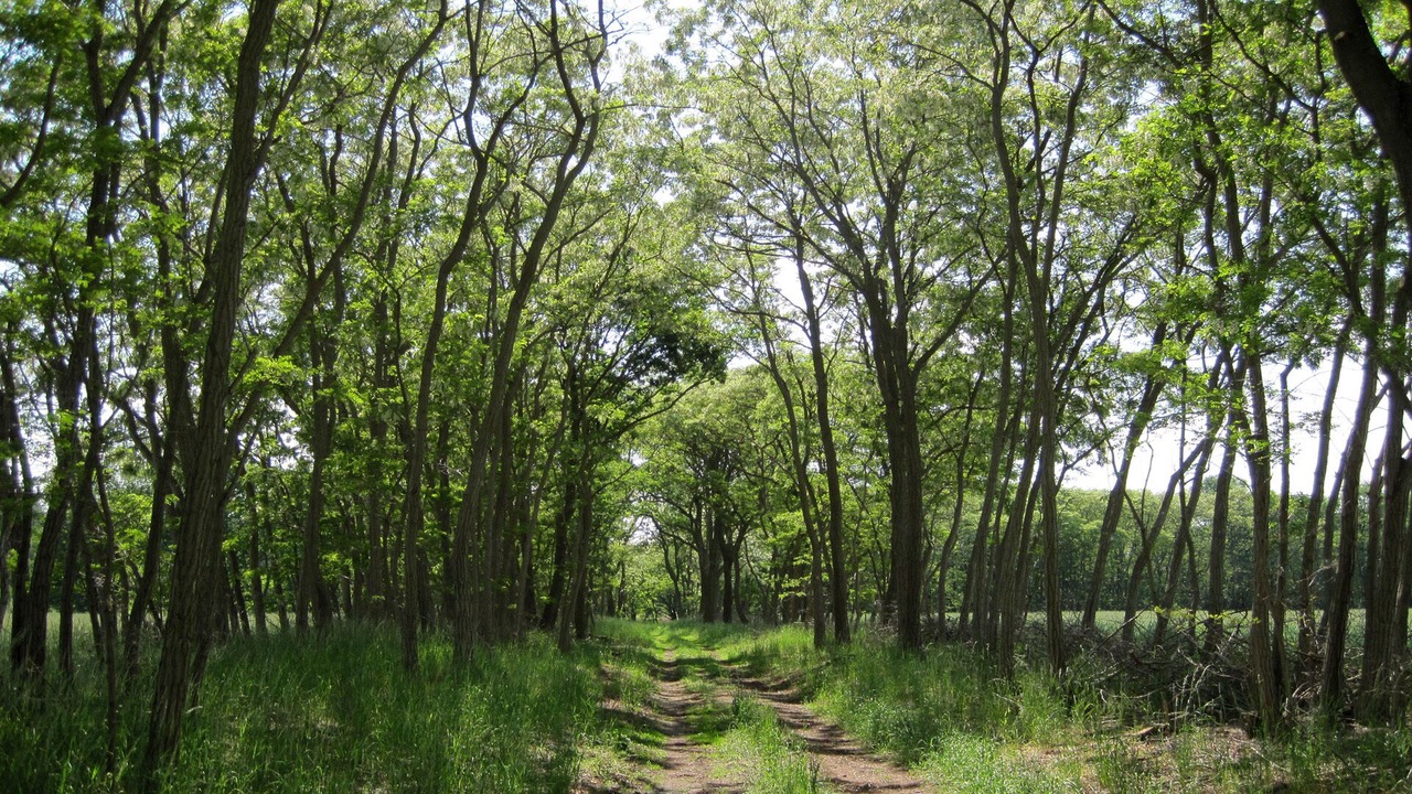 Photo of Outdoor in Paewesin