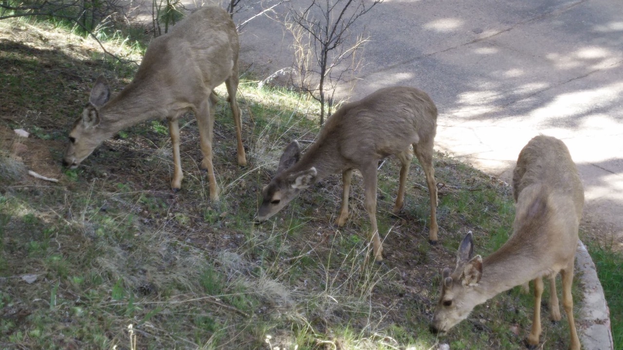 Photo of Others in Cascade-Chipita Park