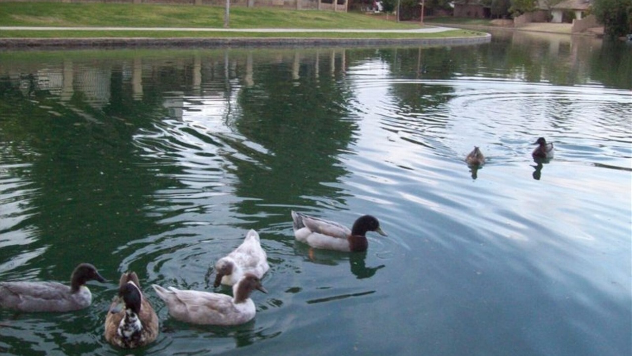 Photo of Outdoor in Dobson Ranch