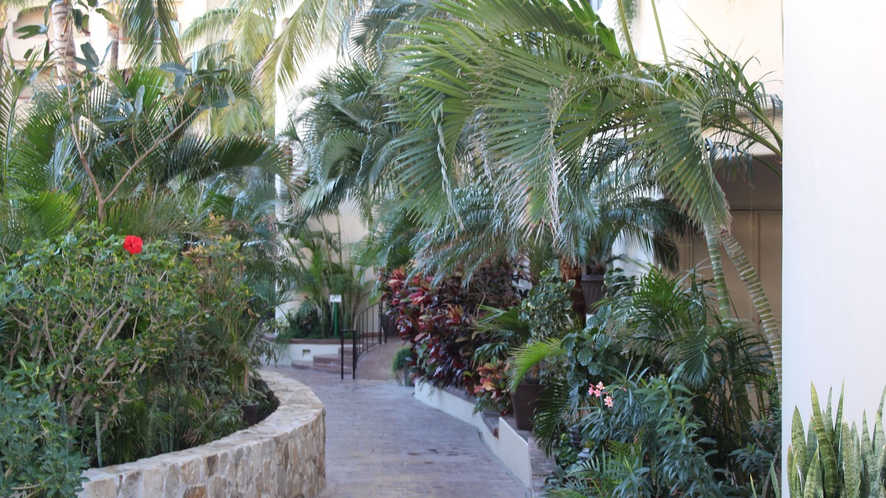 Photo of Others in San Jose del Cabo