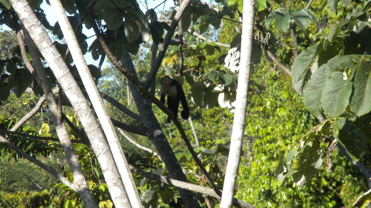 Photo of Others in Uvita