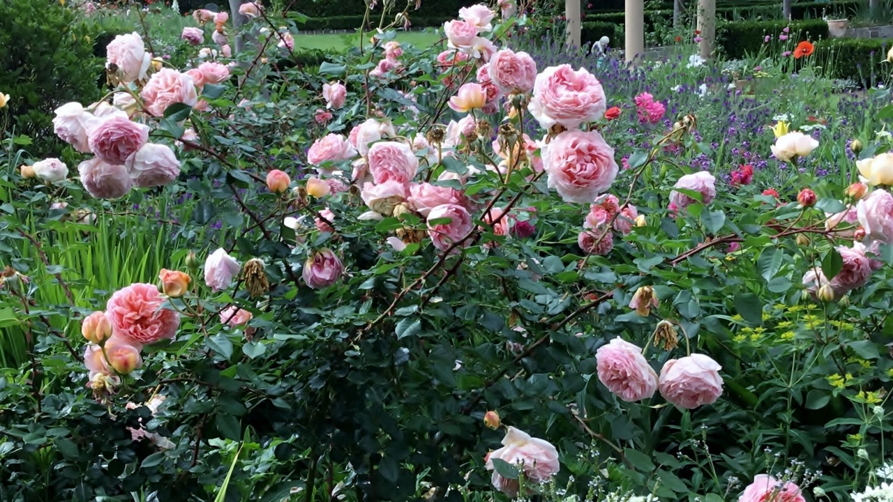 Photo of Outdoor in Arcadia