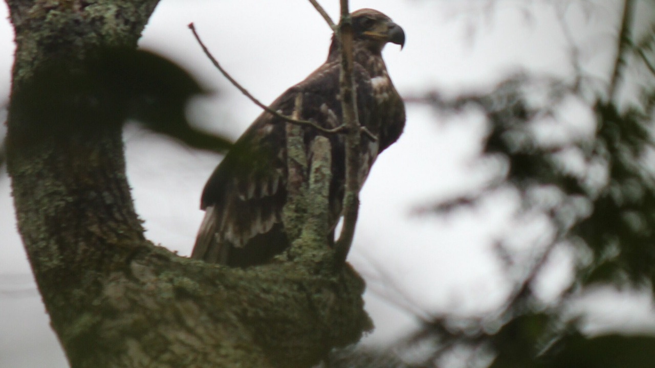 Photo of Outdoor in Bodines