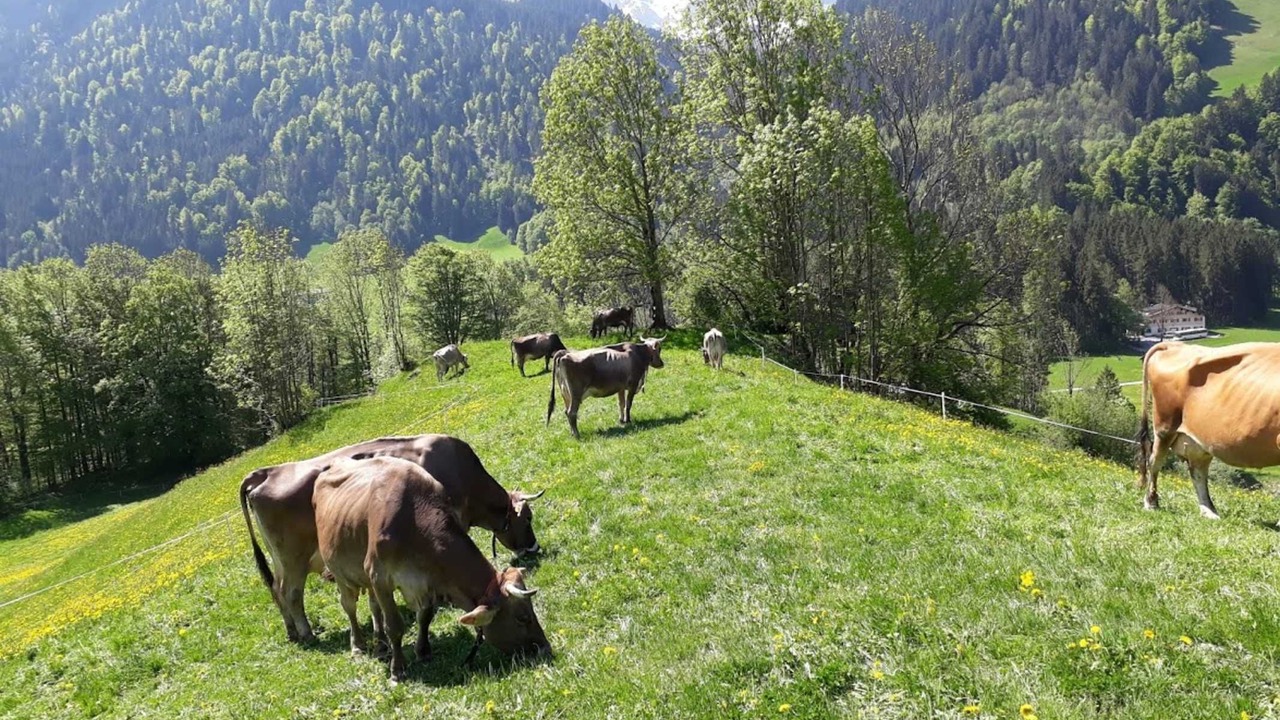 Photo of Others in Schoppernau
