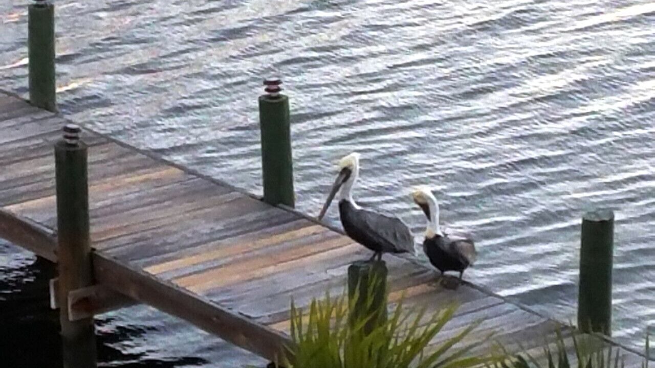 Photo of Others in Cudjoe Key