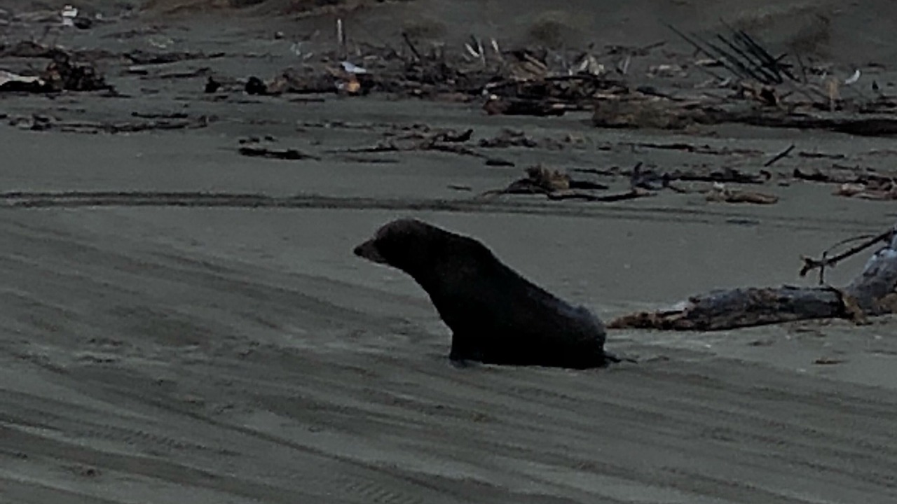 Photo of Others in Foxton Beach