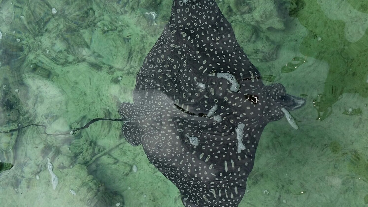 Photo of Outdoor in Green Turtle Cay