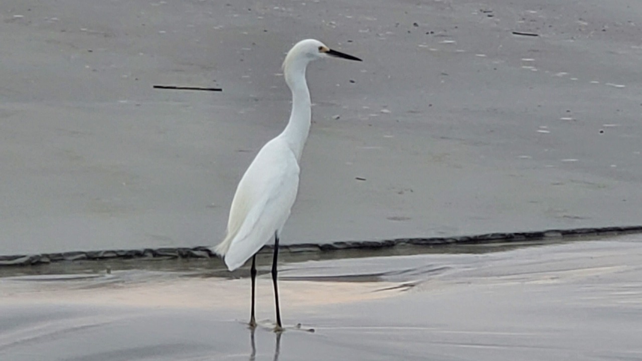 Photo of Others in Shipyard Plantation