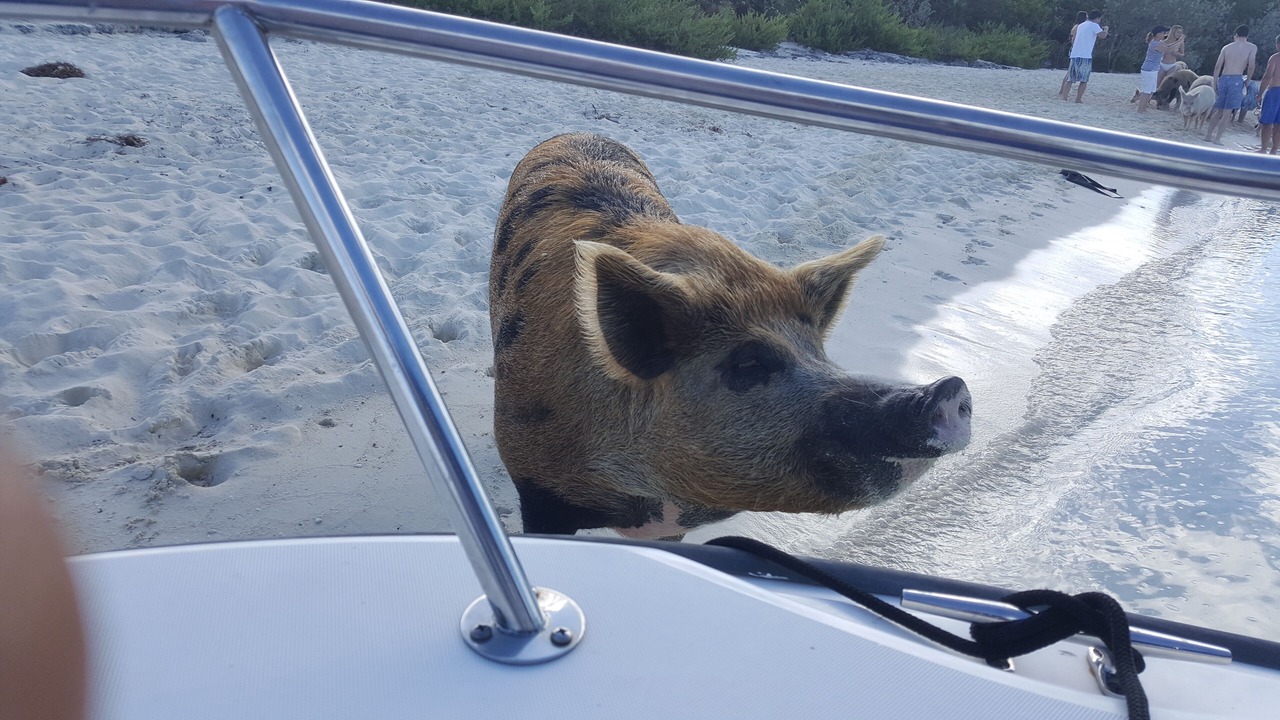 Photo of Others in Staniel Cay