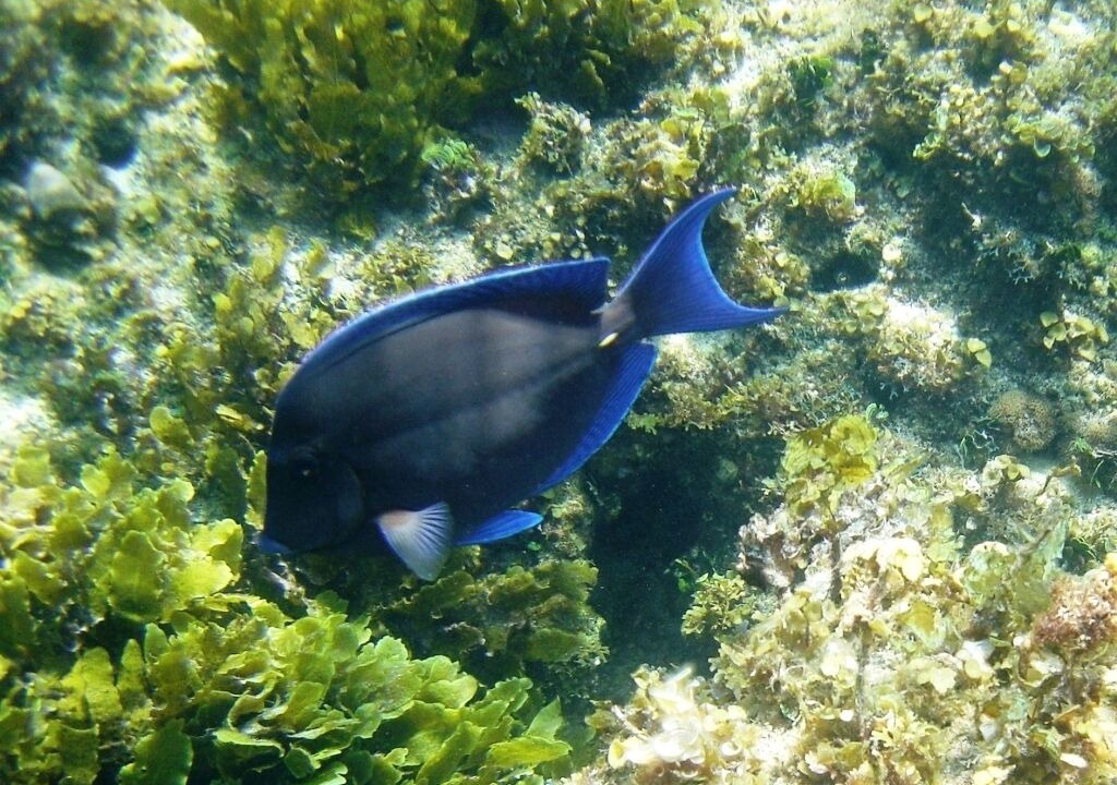 Photo of Others in North Palmetto Point