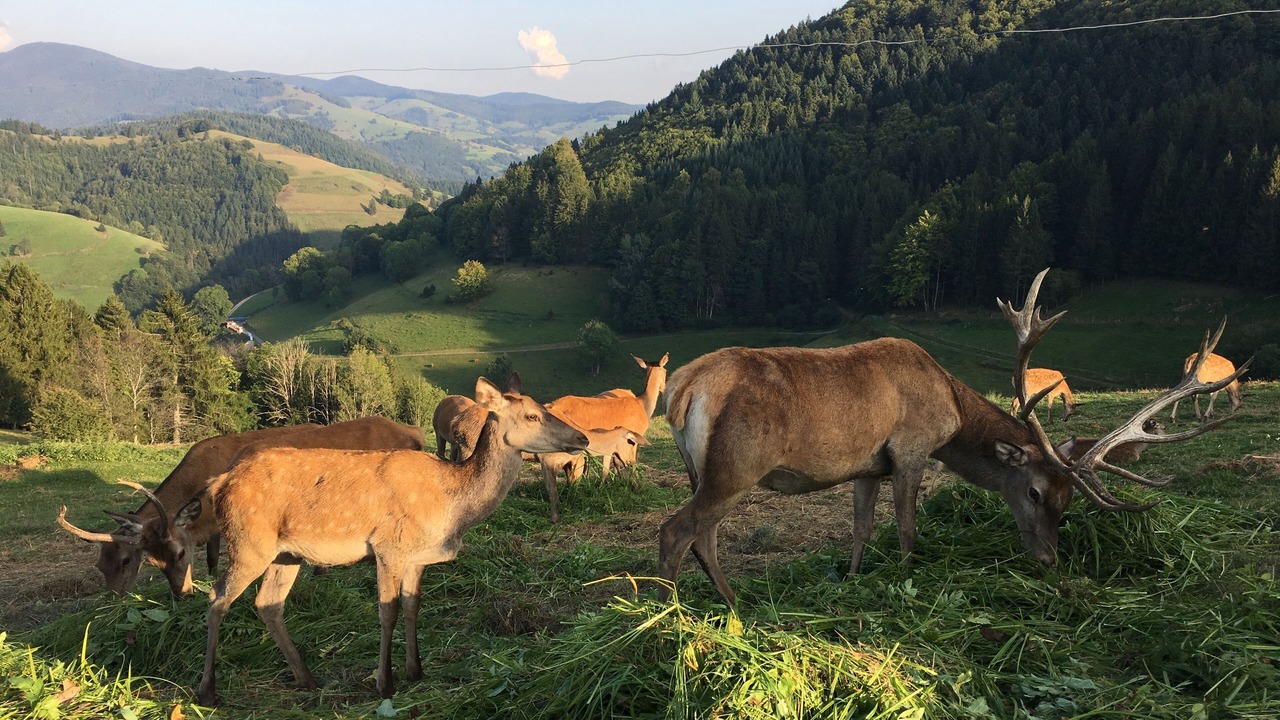 Photo of Outdoor in Mittelheubronn