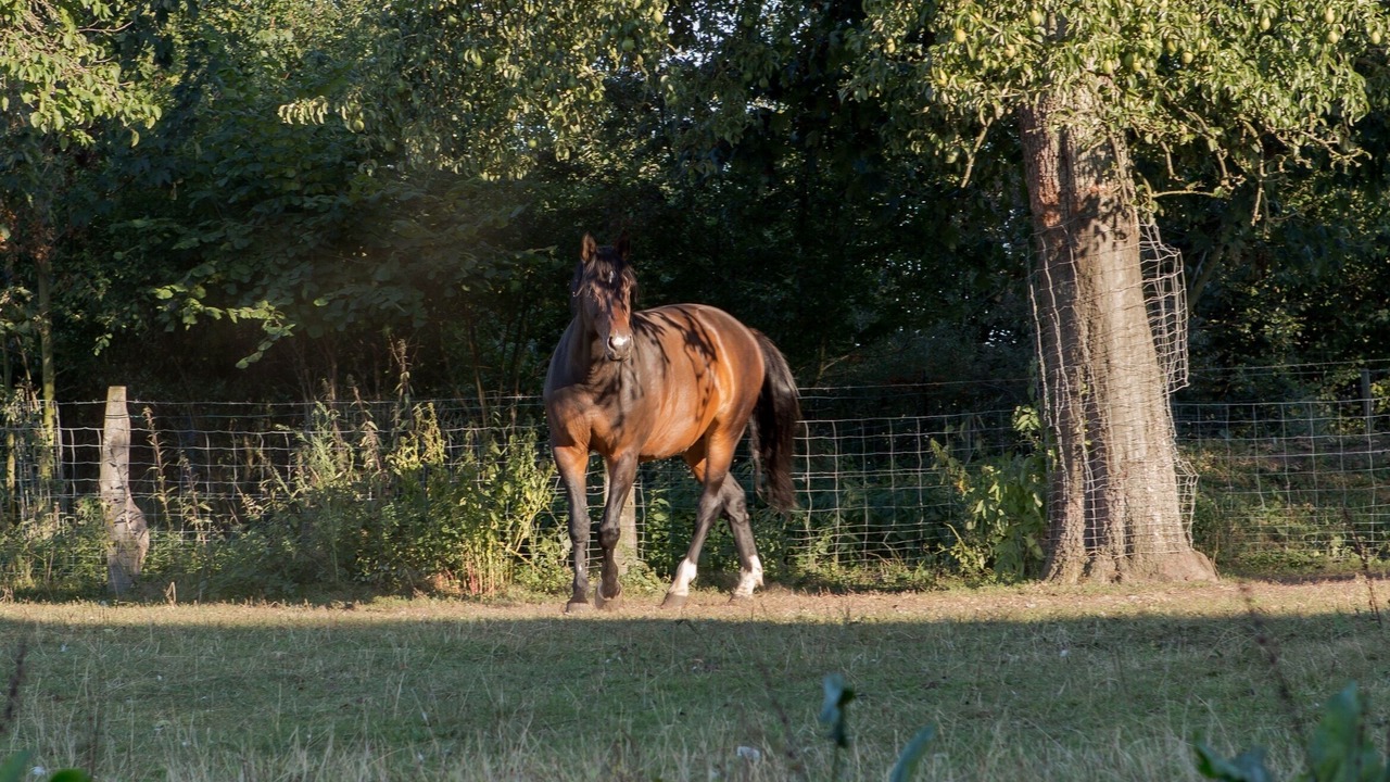 Photo of Outdoor in Frankenfeld