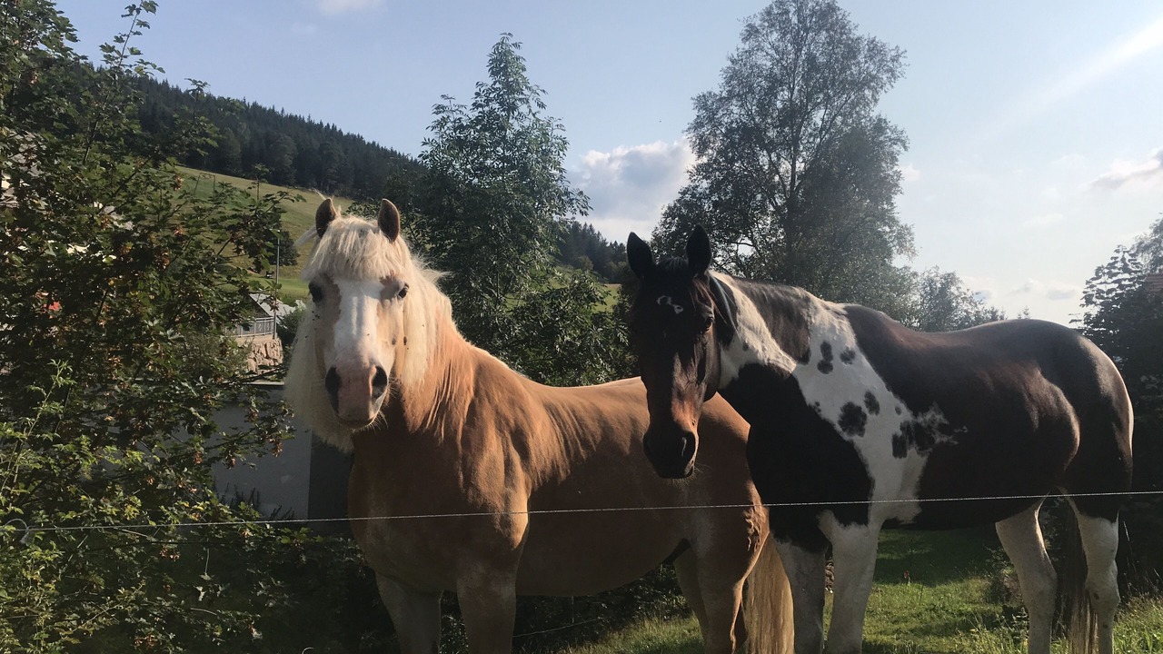 Photo of Others in Todtnau