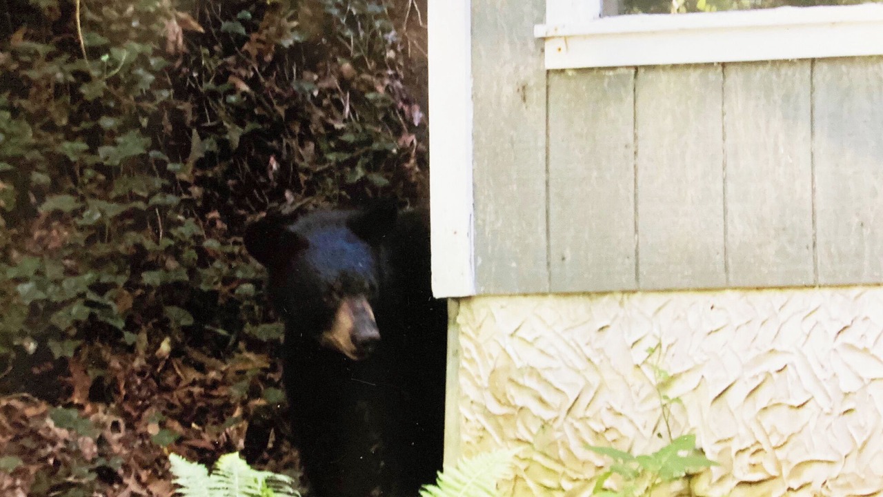 Photo of Others in Chalet Village