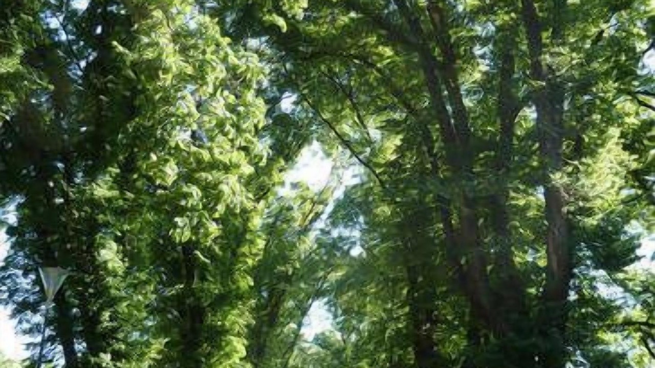 Photo of Outdoor in East Melbourne