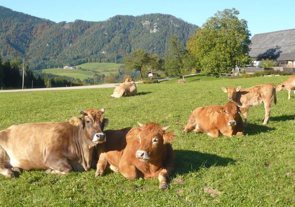 Photo of Others in Vorderstoder