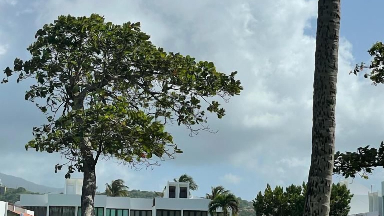 Photo of Outdoor in Zarzal
