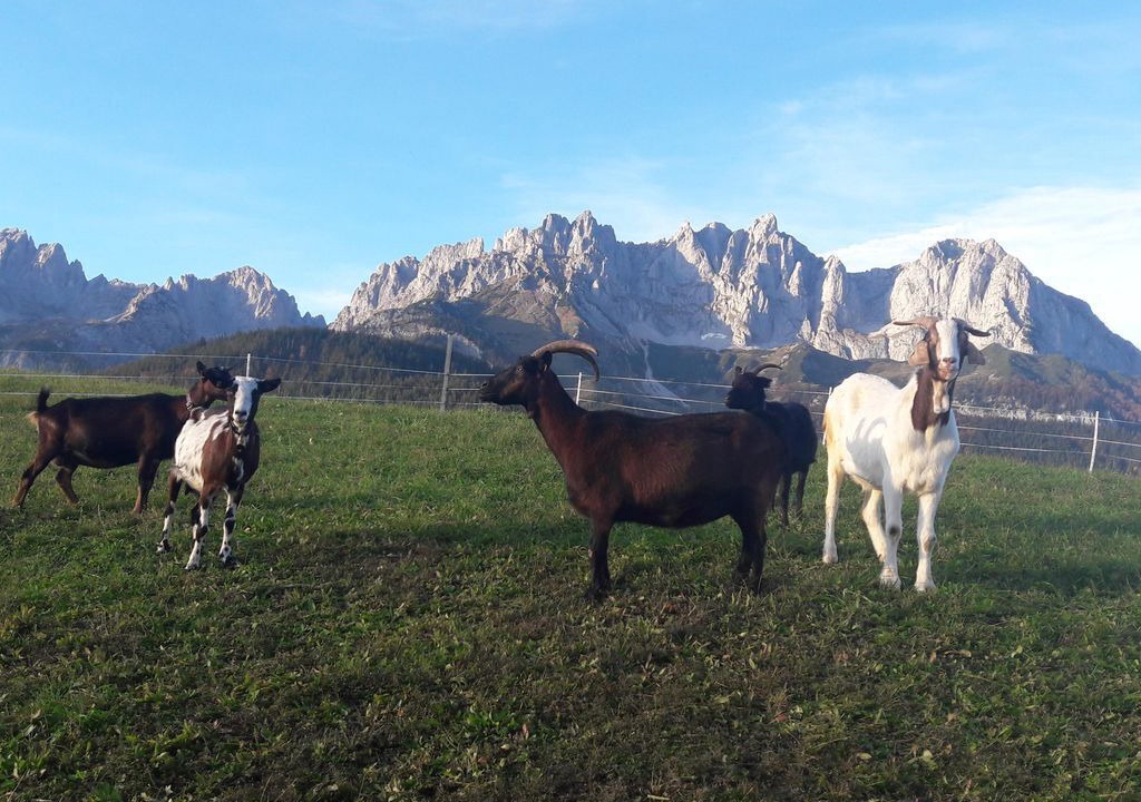 Photo of Others in Going am Wilden Kaiser
