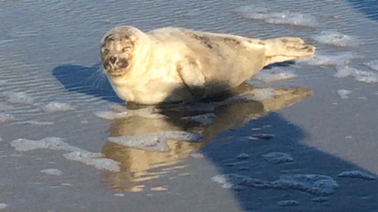 Photo of Others in Borkum