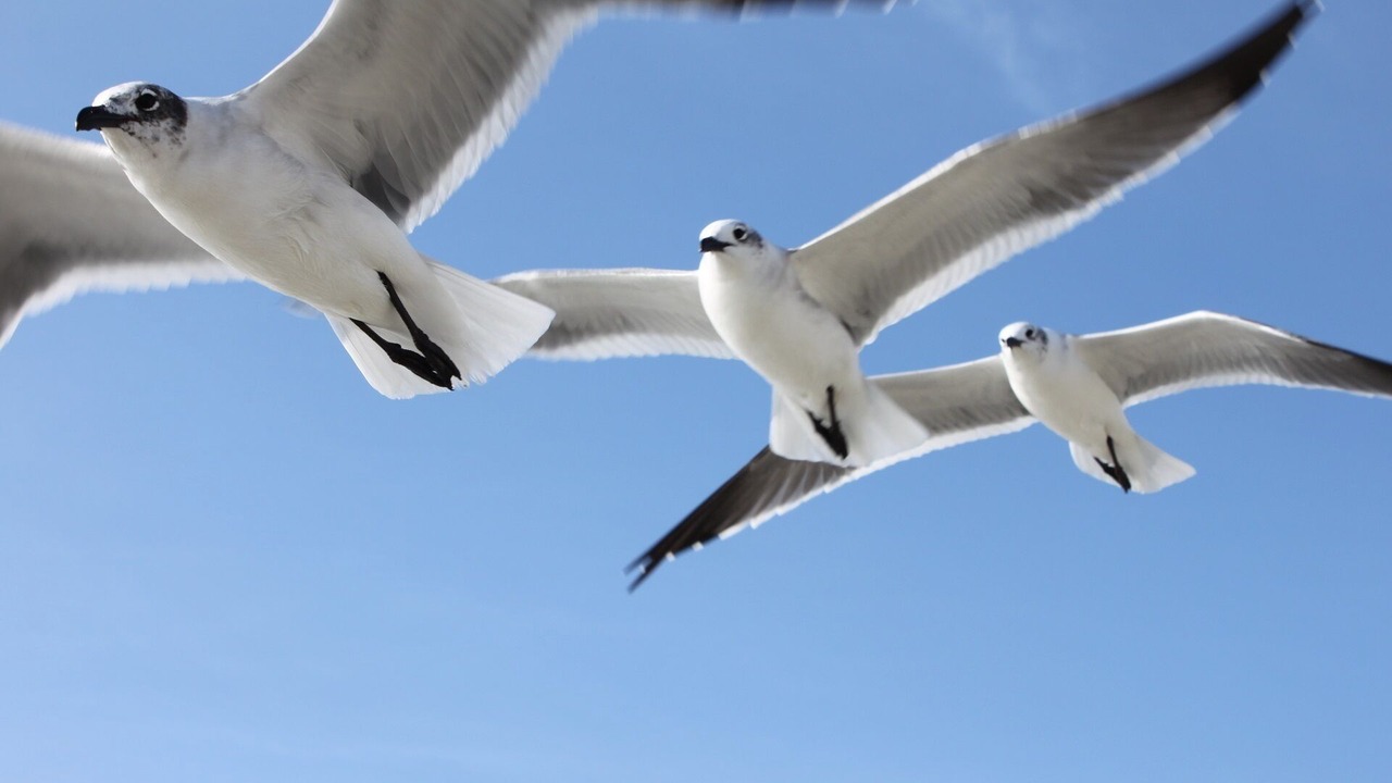 Photo of Others in Galveston