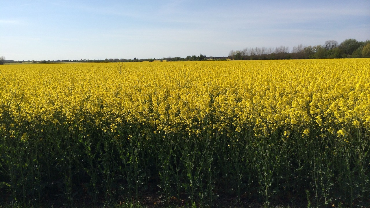 Photo of Outdoor in Fehmarn