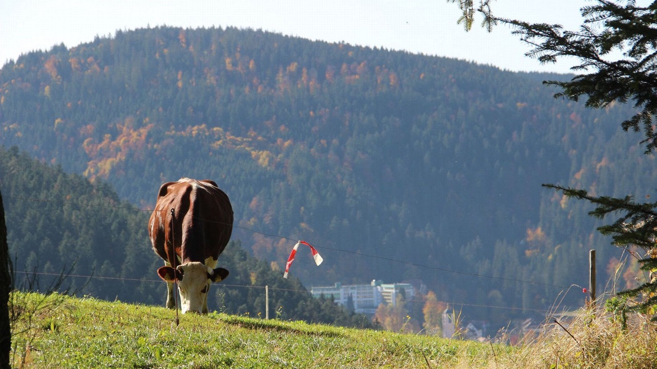 Photo of Others in Triberg im Schwarzwald