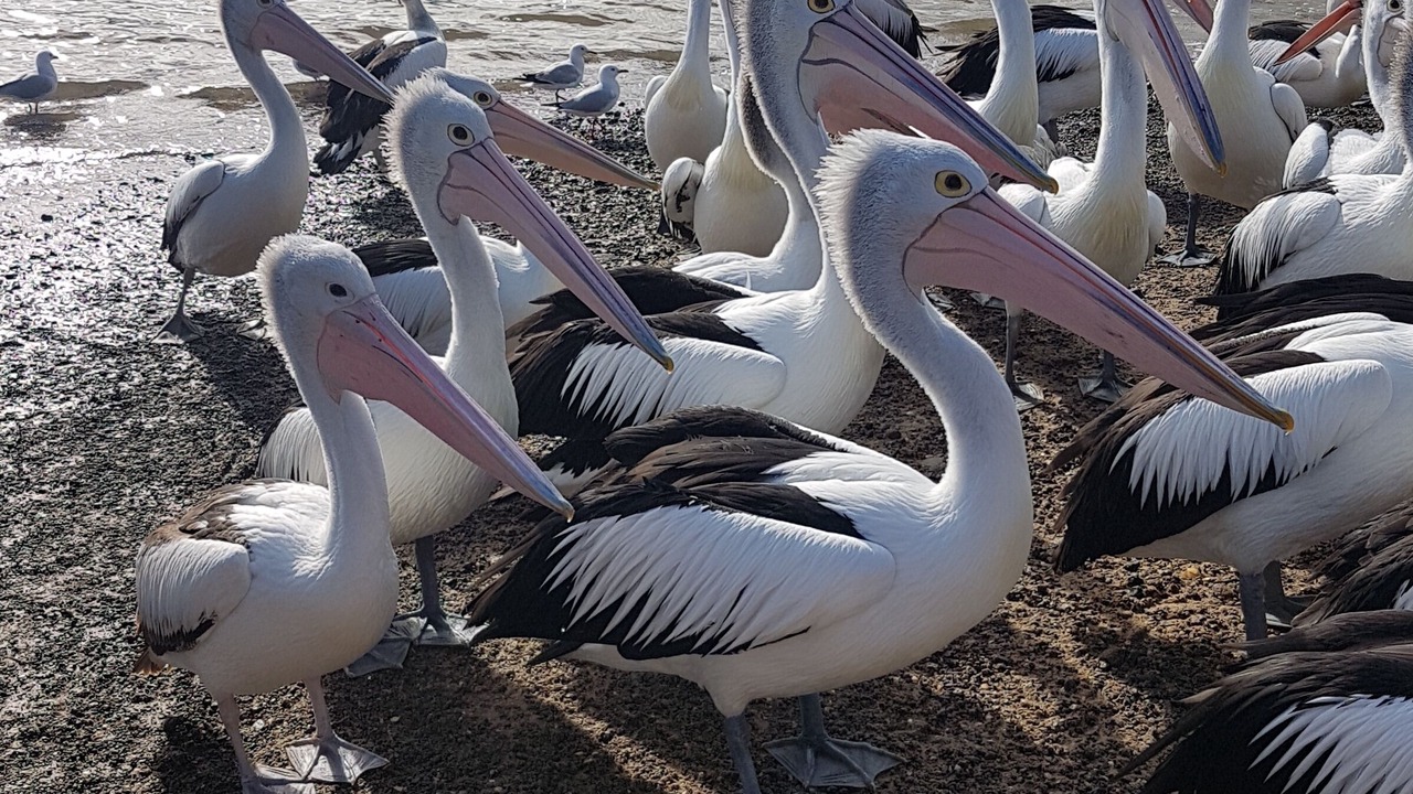 Photo of Others in Ventnor