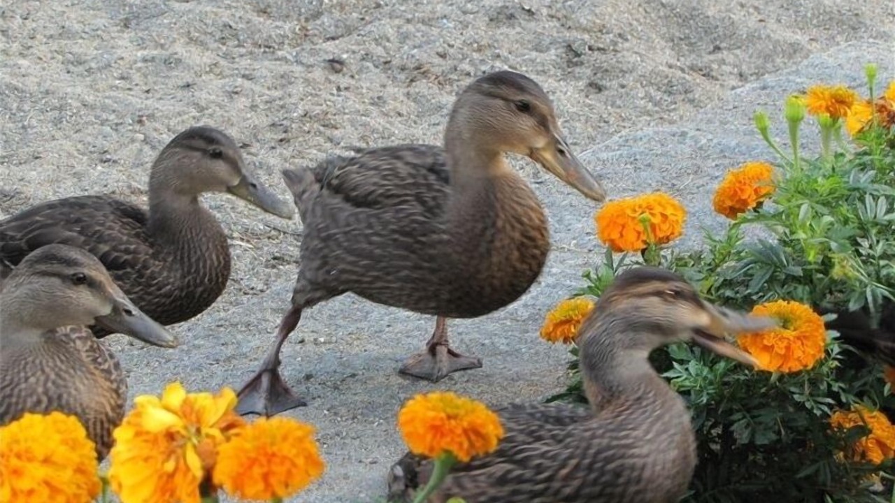 Photo of Others in Beebe Plain