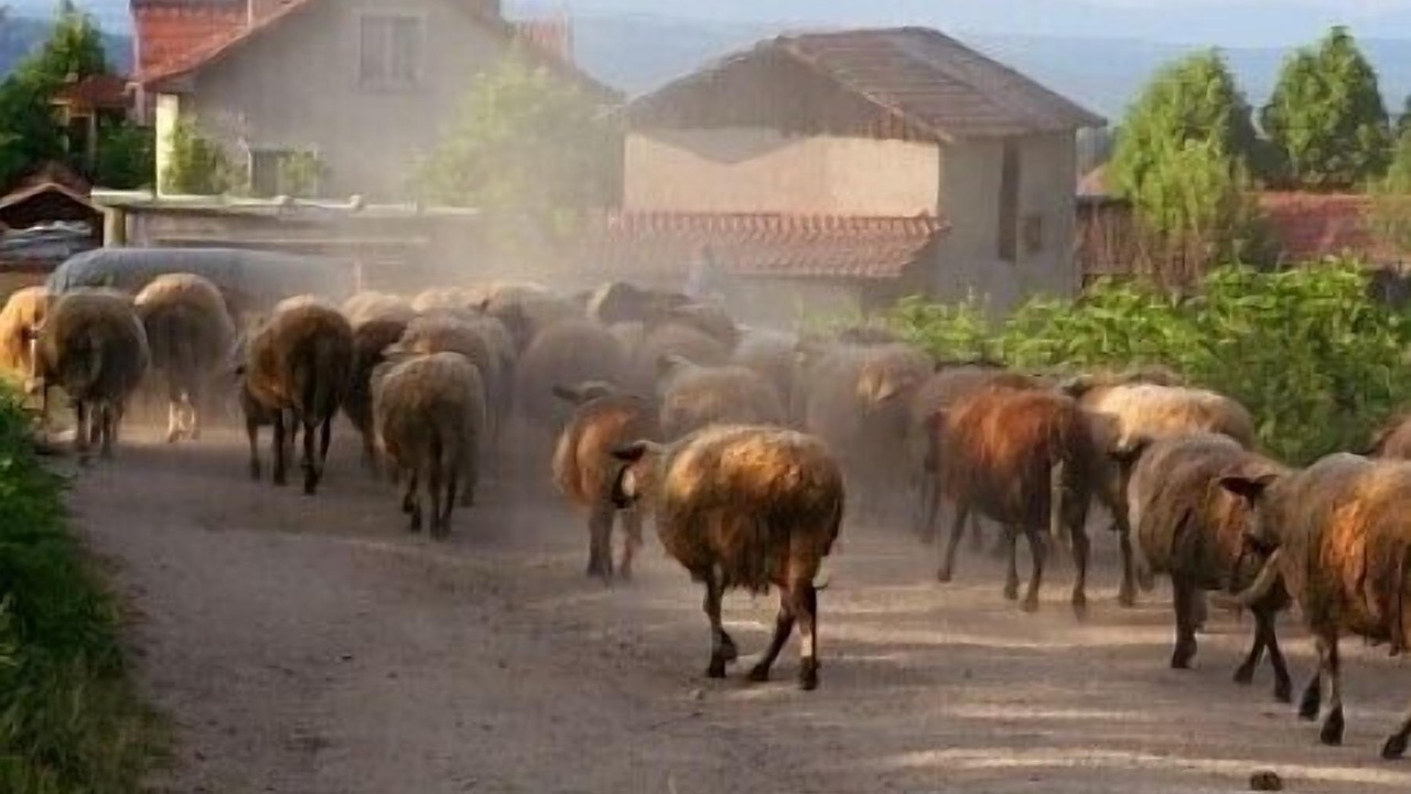 Photo of Others in Raduil