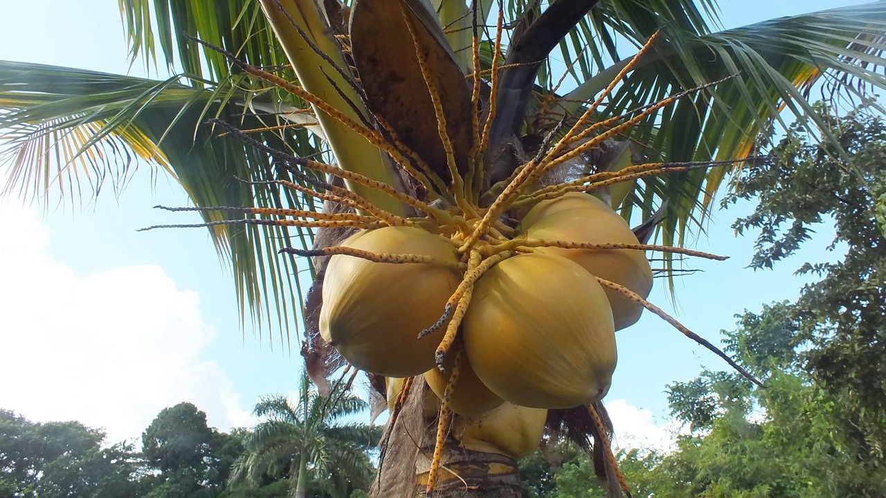 Photo of Outdoor in Mammee Bay Estates