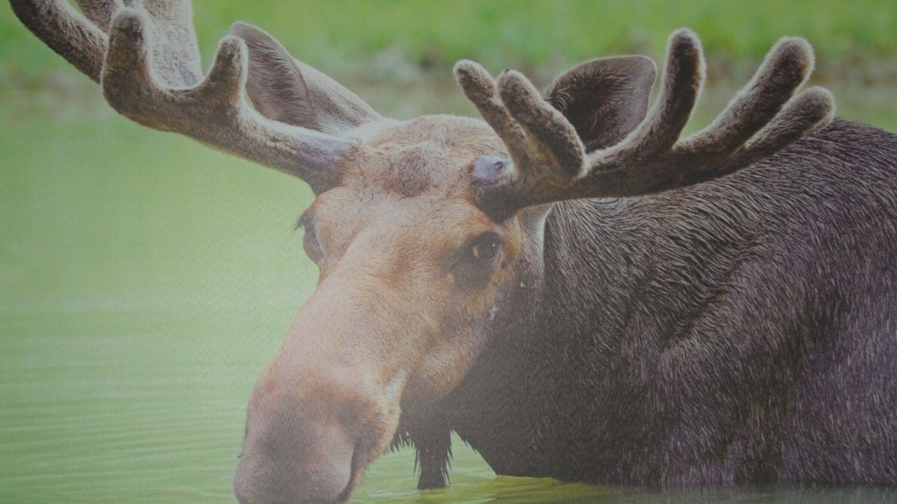 Photo of Others in Biberwier